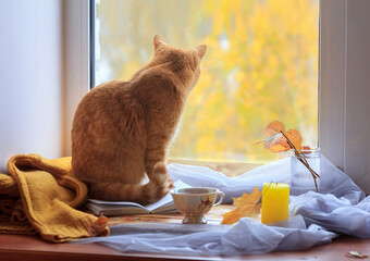 Red cat looks out the window. Yellow trees in the background. The concept of loneliness in the modern world.