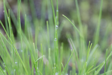 Beautiful green grass with nice bokeh background