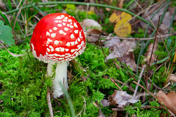 Top view of fly agaric mushroom, red with white dots. High angle view with copy space for text. Also called Amanita muscaria or Fliegenpilz