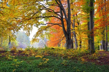 Obrazy  Panoramiczny widok na wzgórza w bukowym lesie. Potężne pnie drzew, żółte, czerwone, pomarańczowe liście. Idylliczny jesienny krajobraz. Sezon jesienny, ekologia, przyroda, środowisko, ekoturystyka, rekreacja. Niemcy