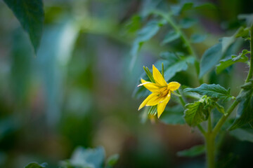 Tomato blossom on the branch. Tomato flower in focus. Organic food background. Organic vegetables farming. Healthy foods.