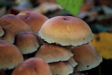 Stacked mushrooms