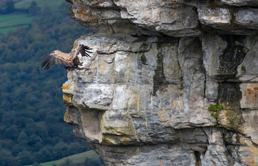 Fototapeta na wymiar Griffon vulture (Gyps fulvus) at the Salto del Nervion in the Monte Santiago Natural Monument. Region of the Merindades. Province of Burgos, Autonomous Community of Castilla y León, Spain, Europe