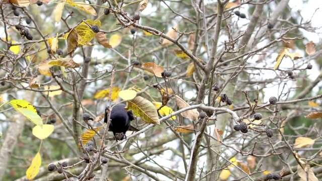 raven crow on a branch of a walnut tree cracking nuts