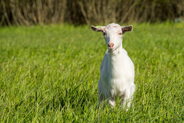 Young white goat in a green grass meadow