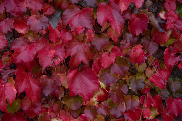 Naklejka na ściany i meble red and purple wild vine leaves