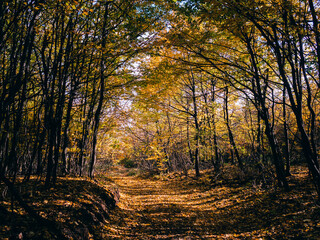 Road in the fall forest