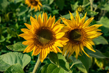 Obraz premium two yellow sunflowers in the sun