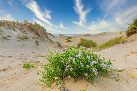 Close up of blooming Sea Rocket, Cakile maritima, in dune valley on the North Sea coast with a view through to the blurred background of the dune valley to the sea and a background of veil clouds