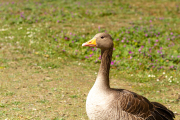 Greylag goose surveying its realm