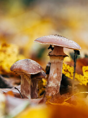 Fototapeta premium Mushrooms in the fall forest
