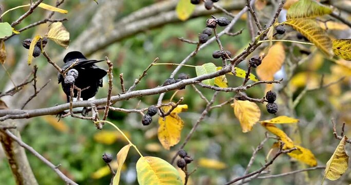 Raven crow sits on a branch in a walnut tree and picks nuts