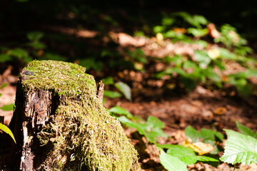 Green moss on the old stump in the forest. Fautumn colors in woodland. Sunny autumn day in the forest. Close-up.