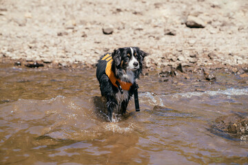 Australian Shepherd dos wearing lifejackets standing in water at lake's edge
