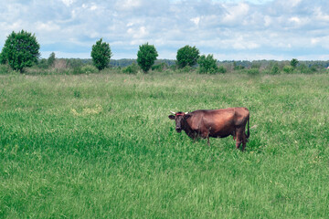 Brown cow grazing on the green forest in sunny summer day