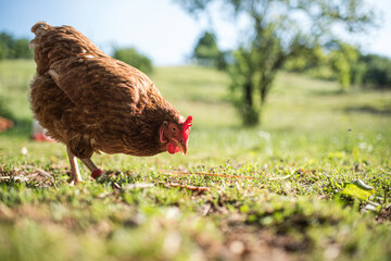 chicken in the grass