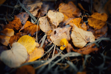 Fallen dead leaves on the withered grass.