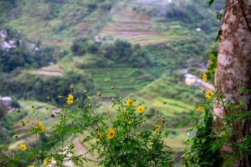 Wild yellow flowers at viewpoint of the rice field landscape in the mountains. Photo taken in Banaue, the Philippines in Asia.