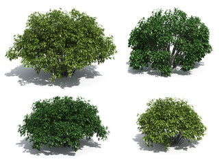 shrubs isolated on white background