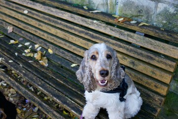Cute fluffy cocker spaniel on park bench