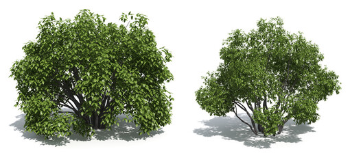 shrubs isolated on white background