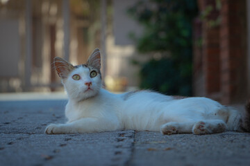 Naklejka na ściany i meble Stray cat in the street. Stray cat of Istanbul. Portrait of a cat. Cat in the street. 