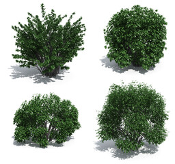 shrubs isolated on white background