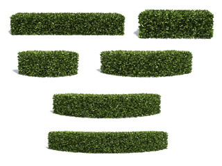shrubs isolated on white background