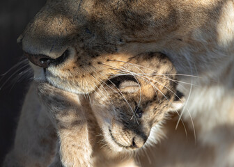Lioness with cub al dente