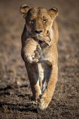 Lioness carrying cub