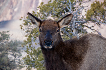 Fototapeta premium A deer walking along the top edge of the Grand Canyon stops and looks directly into the camera on a cold sunny day.