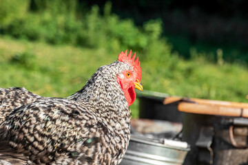 Rooster closeup profile rustic field. The rooster has gray and white feathers. Selective focus.