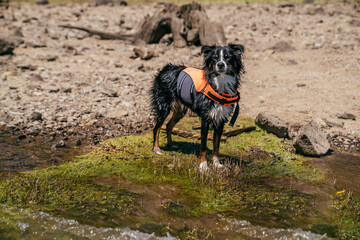 Australian Shepherd dog wearing lifejackets standing in lake water