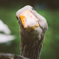close up of a goose