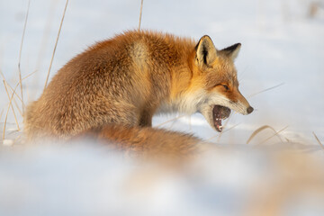 Ezo Fox