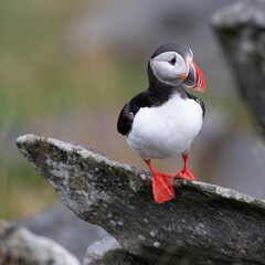 Puffin on the cliff
