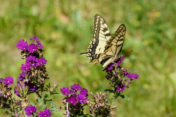 Swallowtail butterfly on a red flower.
