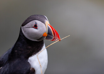 Puffin with Straw