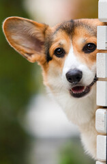funny corgi dog peeping outdoors