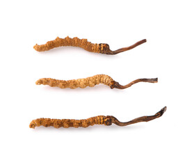 Ophiocordyceps sinensis (CHONG CAO, DONG CHONG XIA CAO) or mushroom cordyceps this is a herbs.