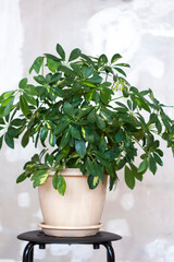 Pot with a home plant on the background of an untreated wall. Home or room decorations.