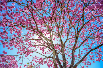 flower tree