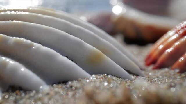 Close up footage of sea shell on beach