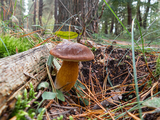 wild mushroom in the forest on an autumn afternoon