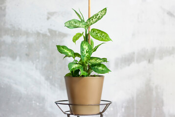 Pot with a home plant on the background of an untreated wall. Home or room decorations. Dieffenbachia or dumbcane in the pot.