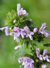 Ballota nigra blooms in nature