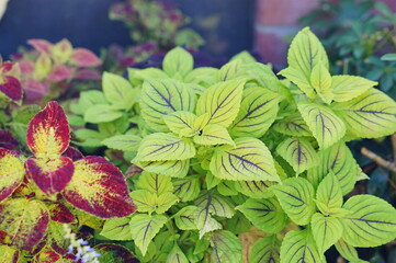 Beautiful colorful Coleus leaf in a graden