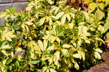 Beautiful colorful Coleus leaf in a graden