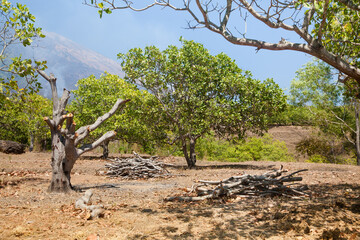Cashew trees near the Agung volcano.
