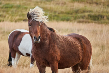 Icelandic horse, national heritage and pride, indomitable, steadfast in all weathers - 389968594